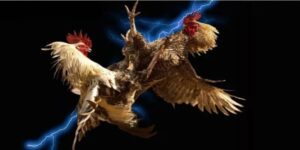 cá cược đá gà 68WIN